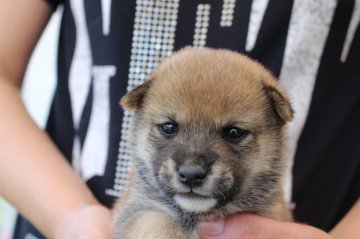 柴犬(豆柴)【宮崎県・男の子・2017年4月20日・赤】の写真「豆しば」