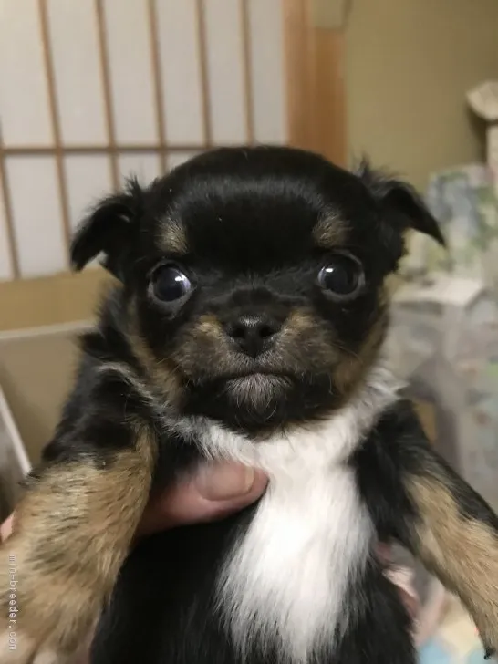 わか 様のお迎えした子犬