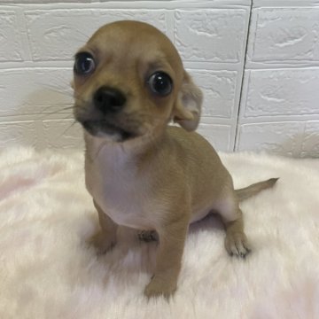 群馬県のチワワ(スムース)の子犬を探す｜ブリーダー直販の子犬販売【みんなのブリーダー】