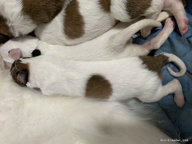 安部啓子ブリーダーのブログ：ボルゾイの仔犬育ってきました🥰