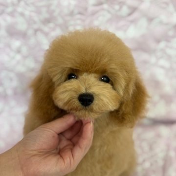 タイニープードル【岡山県・男の子・2024年7月25日・オレンジフォーン】の写真「クリスマス🎄をご一緒に♪お過ごしくださいませ。」