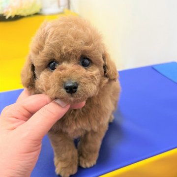 トイプードル(タイニー)【大阪府・男の子・2022年3月19日・レッド】の写真「おめめキラキラ男前君！」