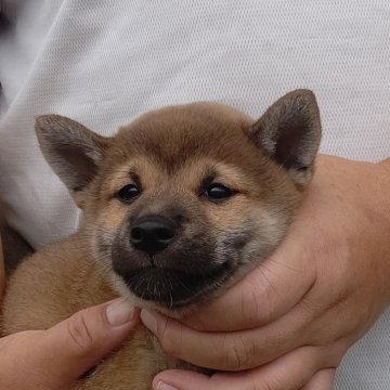 柴犬(標準サイズ)【静岡県・男の子・2024年8月1日・赤毛の男の子です。】の写真「身体がしっかりした男の子です。」