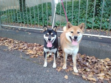 みんなの犬図鑑 - 岐阜県で評判の良い豆柴のブリーダー紹介