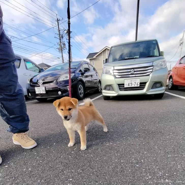 柴犬(標準サイズ)【岐阜県・女の子・2024年9月13日・あか】の写真1