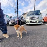 柴犬(標準サイズ)