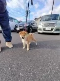 柴犬(標準サイズ)【岐阜県・女の子・2024年9月13日・あか】の写真3