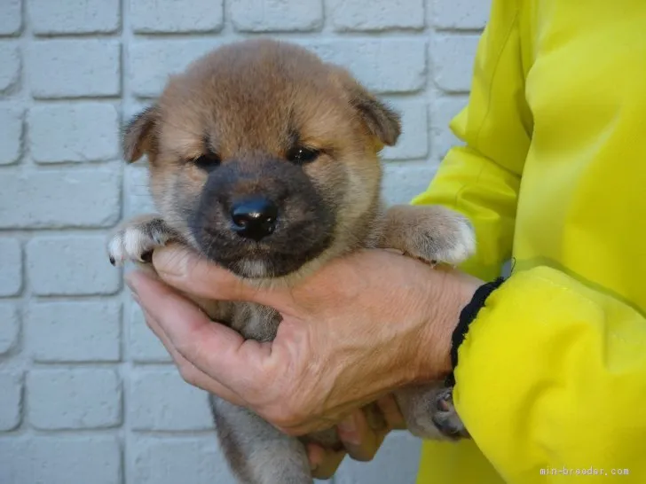 柴犬(標準サイズ)【岐阜県・男の子・2020年10月10日・赤色】の写真1