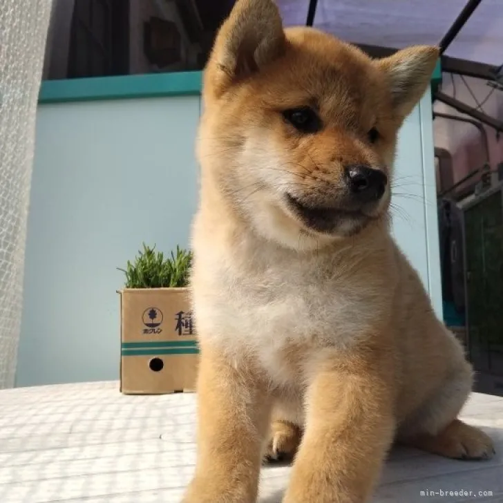 柴犬(標準サイズ)【岐阜県・女の子・2023年2月25日・赤】の写真1