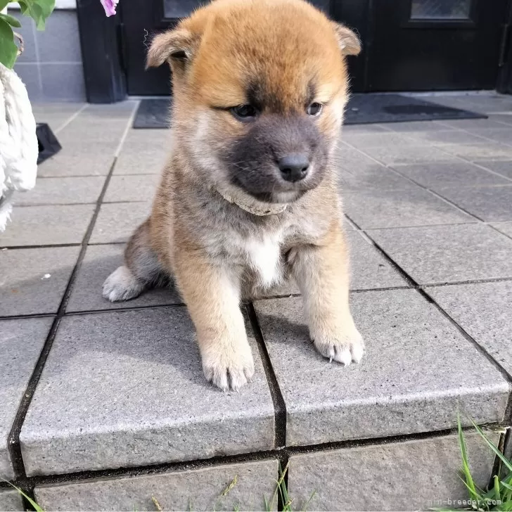 小太郎 様のお迎えした子犬