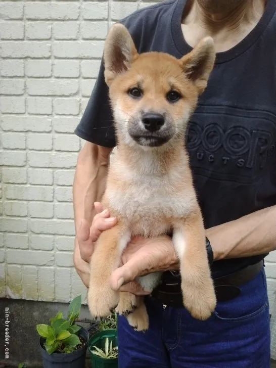 柴犬(標準サイズ)【岐阜県・男の子・2021年6月15日・綺麗な赤です】の写真1「今は顔が成長過程ですが凛々しい顔立ちになると思います」