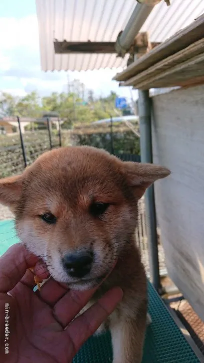 柴犬(標準サイズ)【岐阜県・女の子・2021年9月15日・赤】の写真1