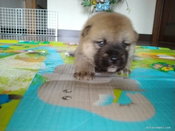 柴犬(標準サイズ)【岐阜県・男の子・2021年6月20日・赤柴】の写真1