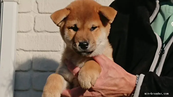 柴犬(標準サイズ)【岐阜県・男の子・2019年9月10日・赤】の写真1「生後65日目です。見るからに雄らしい顔になってきましたが性格は温厚で活発です」