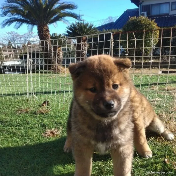 柴犬(標準サイズ)【岐阜県・男の子・2022年11月25日・赤】の写真1