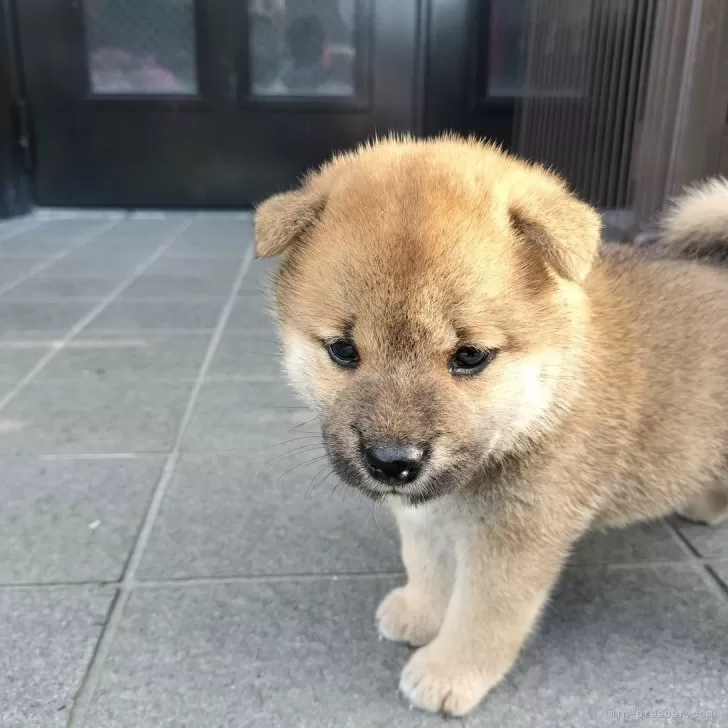 happy 様のお迎えした子犬