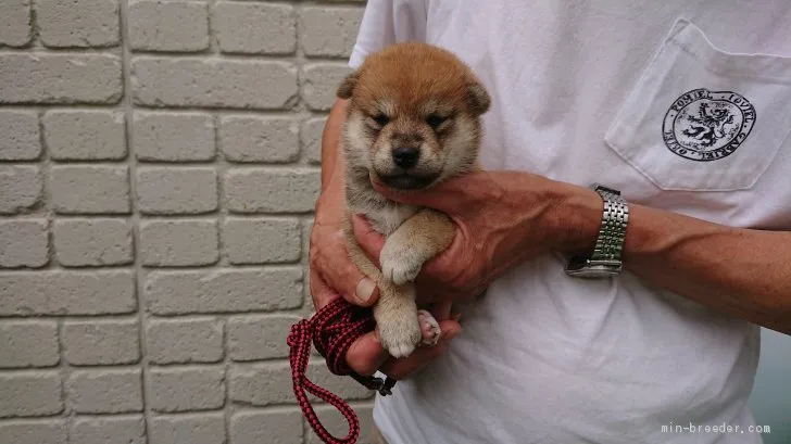 柴犬(標準サイズ)【岐阜県・女の子・2019年6月10日・赤】の写真1