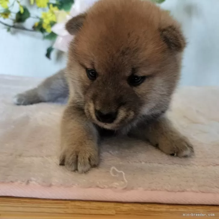 タケ 様のお迎えした子犬