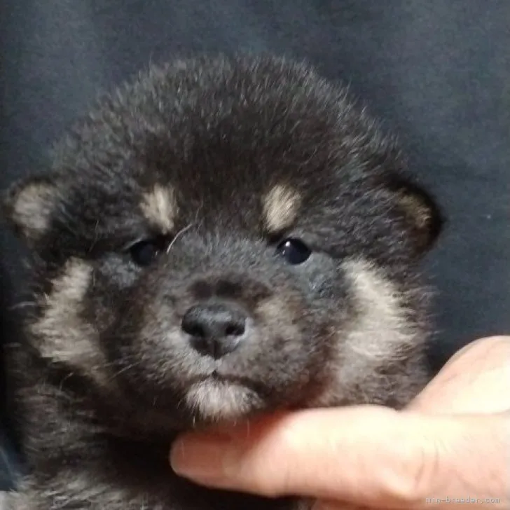 柴犬(標準サイズ)【岐阜県・男の子・2023年2月25日・黒】の写真1