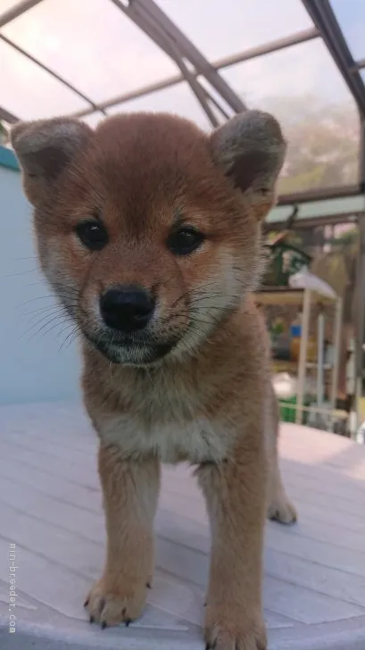 柴犬(標準サイズ)【岐阜県・男の子・2020年3月22日・赤色】の写真1