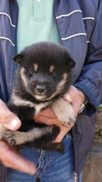 柴犬(標準サイズ)【岐阜県・男の子・2018年10月5日・黒】の写真「父親似の黒柴です」