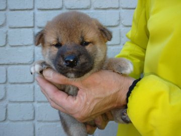 柴犬(標準サイズ)【岐阜県・男の子・2020年10月10日・赤色】の写真「丸顔な雄らしい顔になってきました。」