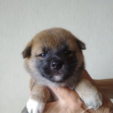 柴犬(標準サイズ)【岐阜県・女の子・2023年6月8日・赤】の写真「やや小振りなしっかりした顔立ちで冴えある赤色の娘で」