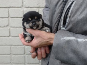 柴犬(標準サイズ)【岐阜県・女の子・2020年12月22日・黒】の写真「狸顔タイプの可愛い黒雌です」