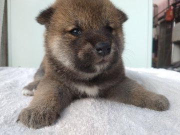 柴犬(標準サイズ)【岐阜県・男の子・2021年9月7日・赤色】の写真「優しい母親から産まれた狸顔四兄弟です」