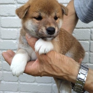 柴犬(標準サイズ)【岐阜県・男の子・2023年6月8日・赤】の写真「綺麗な赤色で活発な男の子です」