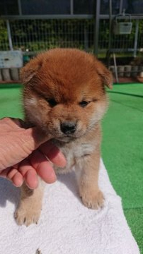 柴犬(標準サイズ)【岐阜県・男の子・2020年3月22日・赤】の写真「父親ゆずりの綺麗な赤になります。」