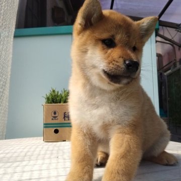 柴犬(標準サイズ)【岐阜県・女の子・2023年2月25日・赤】の写真「可愛い狸顔の赤です」