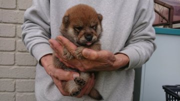 柴犬(標準サイズ)【岐阜県・男の子・2020年3月9日・赤】の写真「綺麗な赤になります」