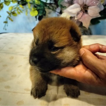 柴犬(標準サイズ)【岐阜県・男の子・2024年3月25日・赤つ】の写真「性格良い両親から産まれました」