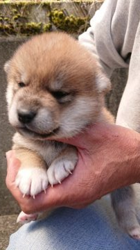 柴犬(標準サイズ)【岐阜県・男の子・2019年3月10日・赤】の写真「全国大会入賞犬綠桜錦の子です」