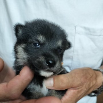 柴犬(豆柴)【岐阜県・女の子・2024年7月28日・黒】の写真「3代祖豆柴の黒豆柴ちゃんです」