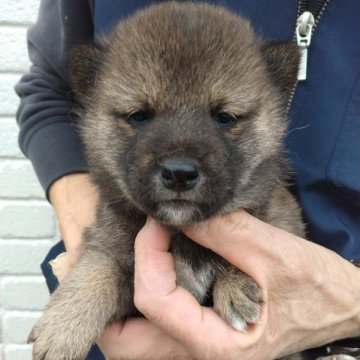 柴犬(標準サイズ)【岐阜県・女の子・2023年2月25日・赤】の写真「モフモフ元気な女の子です」