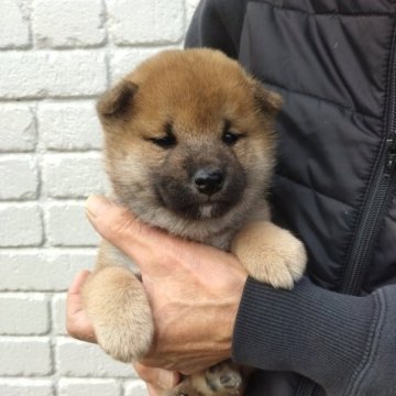 柴犬(標準サイズ)【岐阜県・男の子・2022年12月31日・赤】の写真「父親は若犬賞受賞犬。母親の父は大臣賞を受賞。」