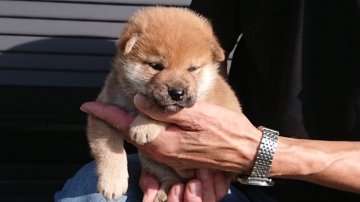 柴犬(標準サイズ)【岐阜県・女の子・2019年9月1日・あか】の写真「可愛い雌になる予想してます。」