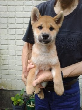 柴犬(標準サイズ)【岐阜県・男の子・2021年6月15日・綺麗な赤です】の写真「展覧会を目指した犬です。骨量もあり噴先も太い雄です」