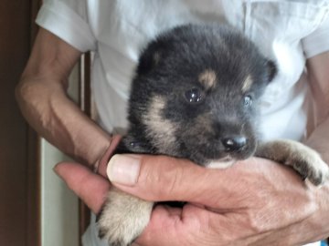 柴犬(豆柴)【岐阜県・男の子・2024年7月28日・黒】の写真「黒と白模様が綺麗な男の子。父親はコンテストCH受賞」