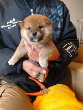 柴犬(標準サイズ)【岐阜県・男の子・2020年12月3日・赤】の写真「兄弟の中ではおっとりと君です。」