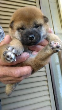 柴犬(標準サイズ)【岐阜県・女の子・2020年10月10日・赤色】の写真「綺麗な赤色になります。」