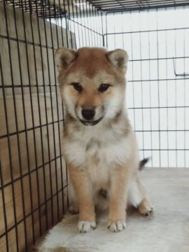 柴犬(標準サイズ)【岐阜県・男の子・2019年8月17日・赤】の写真「父方、母方の両祖父共に大臣賞受賞の良血統です、」