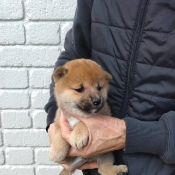 柴犬(標準サイズ)【岐阜県・女の子・2022年12月31日・赤色】の写真「雌らしい顔立ちです」