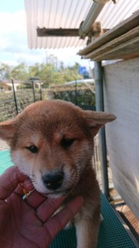 柴犬(標準サイズ)【岐阜県・女の子・2021年9月15日・赤】の写真「大人しいこです」