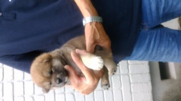 柴犬(標準サイズ)【岐阜県・女の子・2018年7月27日・赤】の写真「頭部が大きく、口吻もしっかりしています」