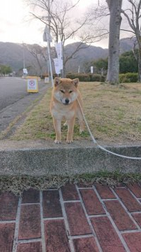 柴犬(標準サイズ)【岐阜県・女の子・2019年9月1日・赤】の写真「性格も明るく、幼犬らしく活発で雌らしい可愛い子です」