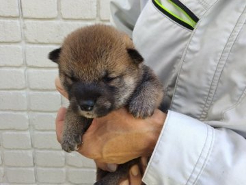 柴犬(標準サイズ)【岐阜県・男の子・2021年9月7日・赤色】の写真「赤色の狸顔を予想しています。」