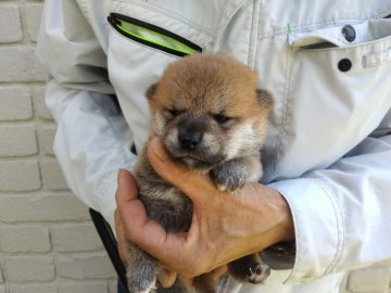 柴犬(標準サイズ)【岐阜県・男の子・2021年9月7日・赤色】の写真「綺麗な赤色を予想します」